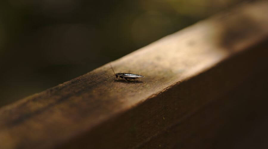 Why choose APC Lake Saint Louis for apartment pest control in Lake Saint Louis